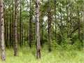 11 Acres &nbsp; Jayess, Walthall County, Mississippi  $41,000