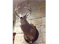 160 Acres &nbsp; Cedar Vale, Chautauqua County, Kansas  $240,000
