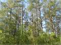 30 Acres &nbsp; Oak Grove, West Carroll Parish, Louisiana  $87,000