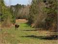 103 Acres &nbsp; Summit, Pike County, Mississippi  $247,200