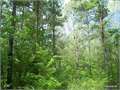 80 Acres &nbsp; TROUT, La Salle Parish, Louisiana  $180,000