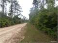 18.8 Acres &nbsp; Spurger, Tyler County, Texas  $65,800