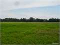 40 Acres &nbsp; Grady, Jefferson County, Arkansas  $44,000