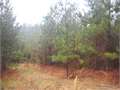160 Acres &nbsp; Marion, Union Parish, Louisiana  $376,000