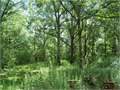 87 Acres &nbsp; Smithdale, Amite County, Mississippi  $256,650