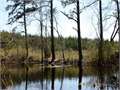 196 Acres &nbsp; Summit, Pike County, Mississippi  $558,600