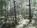 100 Acres &nbsp; Winnsboro, Franklin Parish, Louisiana  $109,500