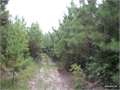 219 Acres &nbsp; Columbia, Caldwell Parish, Louisiana  $240,900