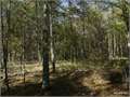 116 Acres &nbsp; Winnsboro, Franklin Parish, Louisiana  $139,200