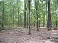 122 Acres &nbsp; Chatham, Jackson Parish, Louisiana  $106,750