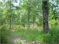 560 Acres &nbsp; Sikes, Winn Parish, Louisiana  $546,000