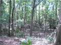 248 Acres &nbsp; Tallulah, Madison Parish, Louisiana  $533,200