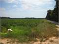 178.55 Acres &nbsp; Rayville, Richland Parish, Louisiana  $595,000