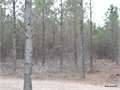 280 Acres &nbsp; West Monroe, Ouachita Parish, Louisiana  $399,000