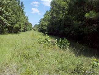 Simsboro, Bienville Parish, Louisiana Land For Sale - 40 Acres
