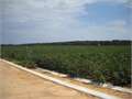 80 Acres &nbsp; Rayville, Richland Parish, Louisiana  $256,000