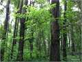 80 Acres &nbsp; Pioneer, West Carroll Parish, Louisiana  $128,000