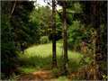 98 Acres &nbsp; Liberty, Amite County, Mississippi  $290,000