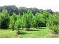 20 Acres &nbsp; Winnfield, Winn Parish, Louisiana  $47,000