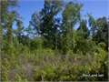 28.23 Acres &nbsp; Sikes, Winn Parish, Louisiana  $49,402