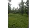 29 Acres &nbsp; Magnolia, Amite County, Mississippi  $108,750