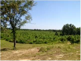 Magnolia, Amite County, Mississippi Land For Sale - 158 Acres