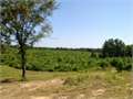 158 Acres &nbsp; Magnolia, Amite County, Mississippi  $389,000