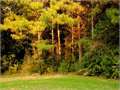 93 Acres &nbsp; Ruth, Pike County, Mississippi  $232,500