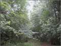 29.5 Acres &nbsp; Canton, Madison County, Mississippi  $58,852