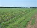 593 Acres &nbsp; Flora, Madison County, Mississippi  $5,277,700