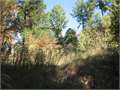 52.48 Acres &nbsp; Carthage, Leake County, Mississippi  $99,700