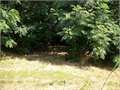 347 Acres &nbsp; Wisner, Franklin Parish, Louisiana  $1,100,000