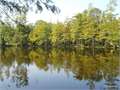 13 Acres &nbsp; Calhoun, Ouachita Parish, Louisiana  $160,000