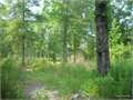 160 Acres &nbsp; Sikes, Winn Parish, Louisiana  $159,200