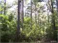 5 Acres &nbsp; Bienville, Bienville Parish, Louisiana  $17,500