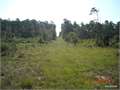 40 Acres &nbsp; Marion, Union Parish, Louisiana  $76,000