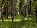 1.7 Acres &nbsp; Jayess, Walthall County, Mississippi  $13,500
