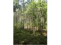 117 Acres &nbsp; Liberty, Amite County, Mississippi  $409,500