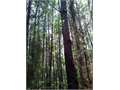 4.31 Acres &nbsp; Magnolia, Pike County, Mississippi  $24,000