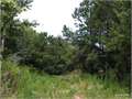 63 Acres &nbsp; Bernice, Union Parish, Louisiana  $100,800