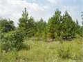 50 Acres &nbsp; Lillie, Union Parish, Louisiana  $74,750