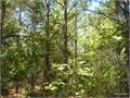 40.64 Acres &nbsp; Avinger, Marion County, Texas  $101,500