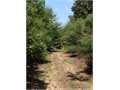 40 Acres &nbsp; Bastrop, Morehouse Parish, Louisiana  $115,000