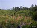 22 Acres &nbsp; Sikes, Winn Parish, Louisiana  $47,000
