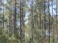 14 Acres &nbsp; Bogue Chitto, Lincoln County, Mississippi  $68,000