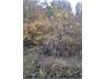 80 Acres &nbsp; Star City, Lincoln County, Arkansas  $120,000