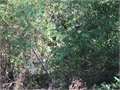 780 Acres &nbsp; Quitman, Jackson Parish, Louisiana  $698,100