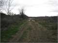 80 Acres &nbsp; Rayville, West Carroll Parish, Louisiana  $96,000