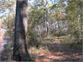 28 Acres &nbsp; Collinston, Morehouse Parish, Louisiana  $140,000