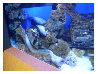 New orleans aquarium coupons and discounts